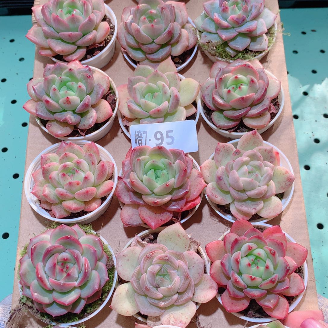 7-95一物一拍多肉带盆18颗