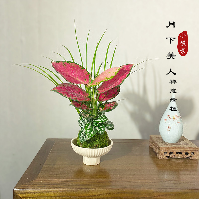 【宏展】月下美人苔玉新中式耐阴室内好养茶台书桌绿植