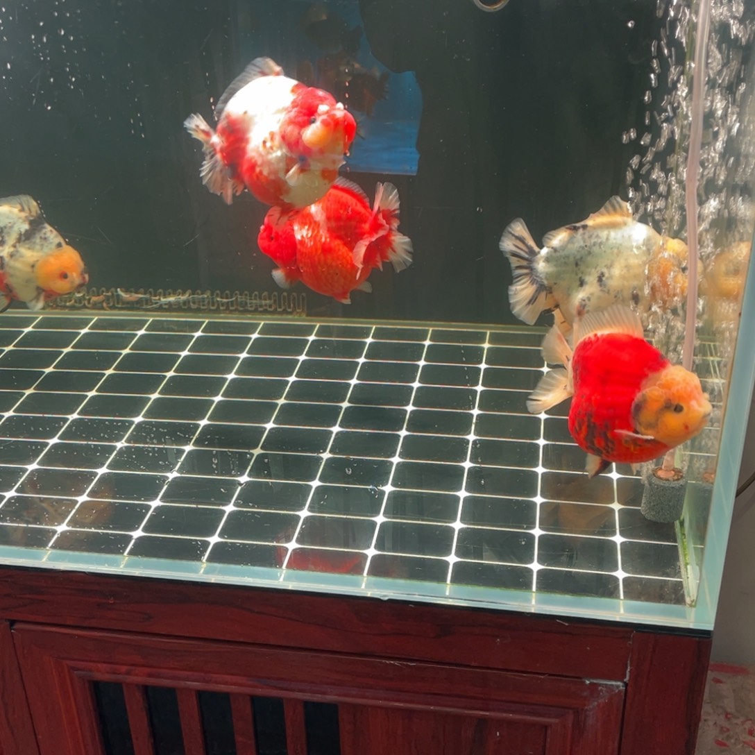 金鱼精品兰寿高货