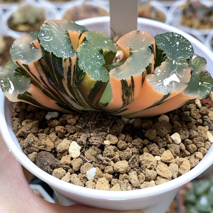 【闪购商品】43广重玉扇锦