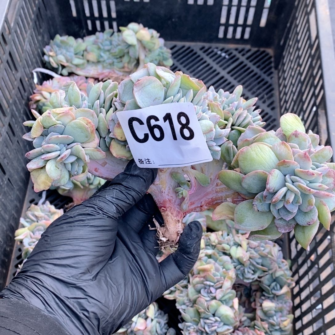 孔***金618 白凤缀哇哇哇哇