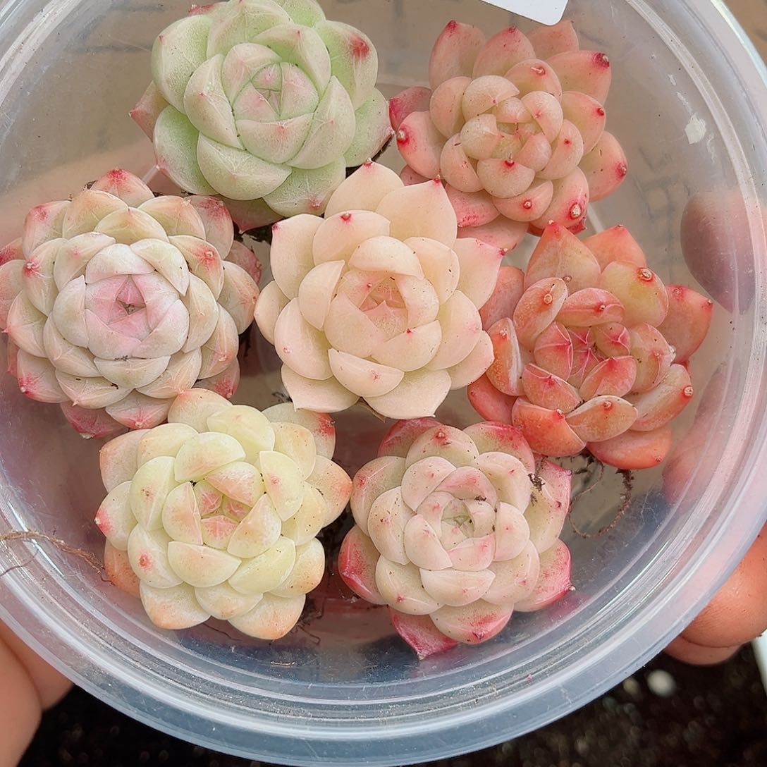 1-808 新疆西藏内蒙不发12.8包邮2-3公分多肉