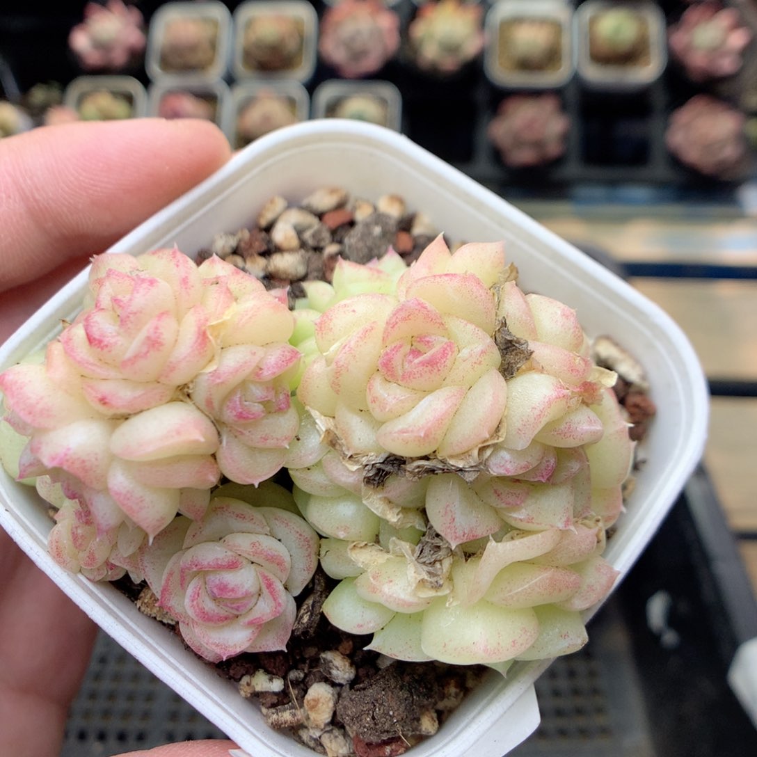 E46两群，20包邮两天凑单偏远不发货