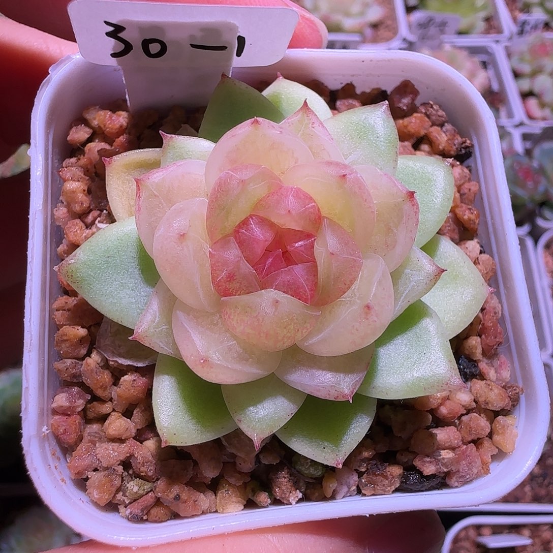 30-1福利晶晶珍妮单头