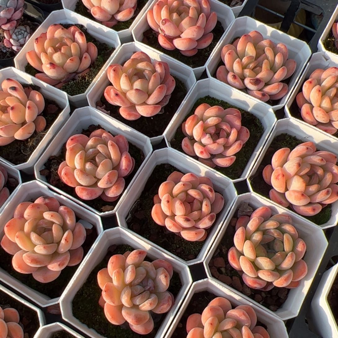 全明星 满30包邮发货