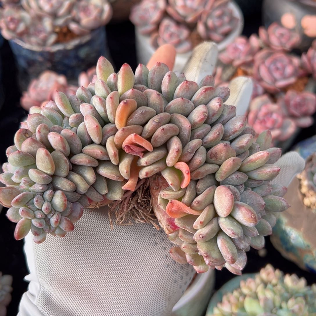 新年快乐 新年快乐