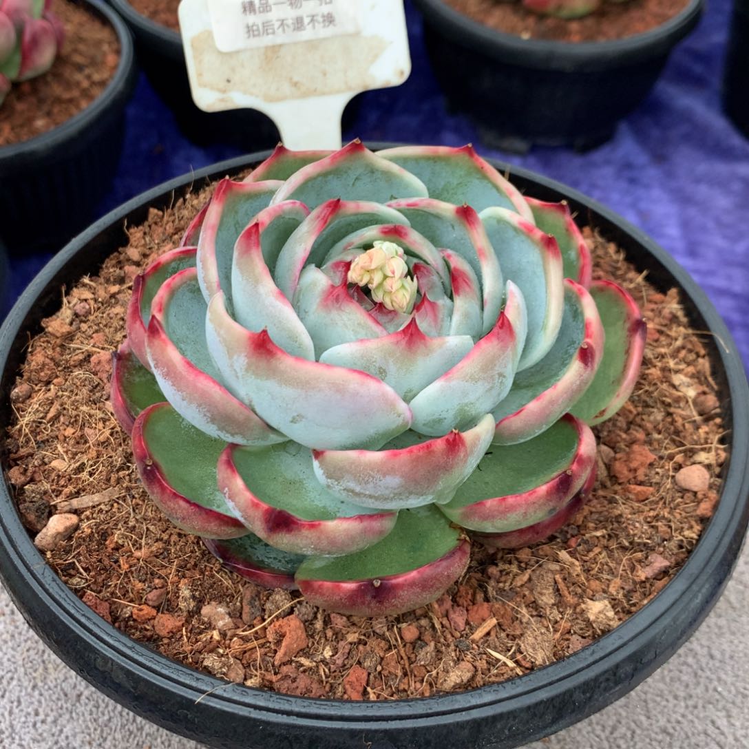463惊鸿。尺寸10。多肉植物