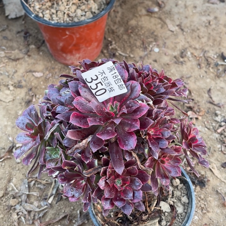 350蒙娜丽莎手捧1号