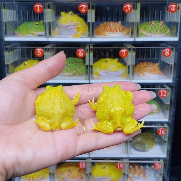 角蛙恭喜发财大吉大利40一只