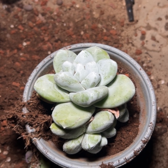 甜****y谢谢姐姐～一物一拍7868