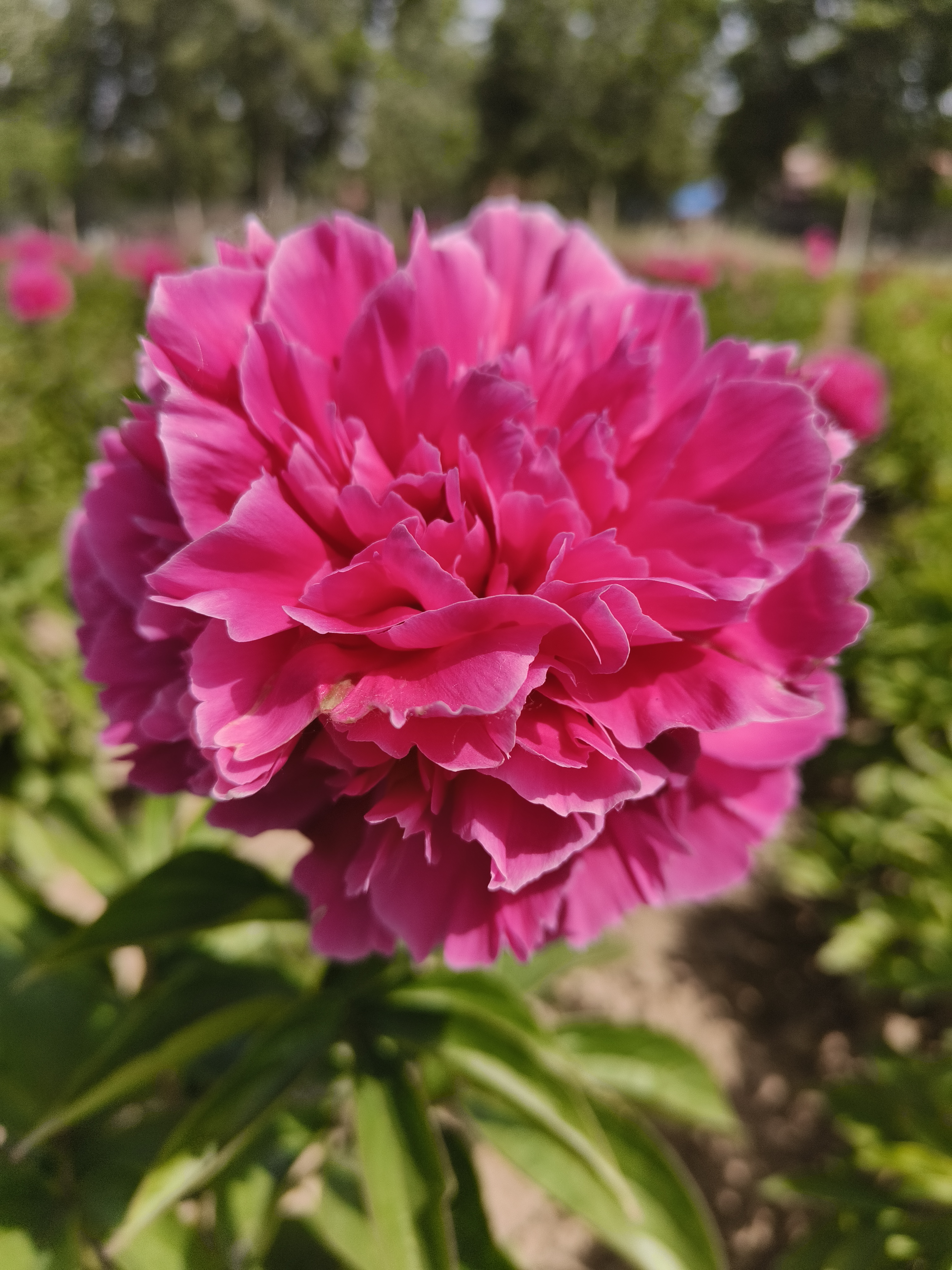 【红峰】大花重瓣芍药绿植菏泽基地直发阮迪慧
