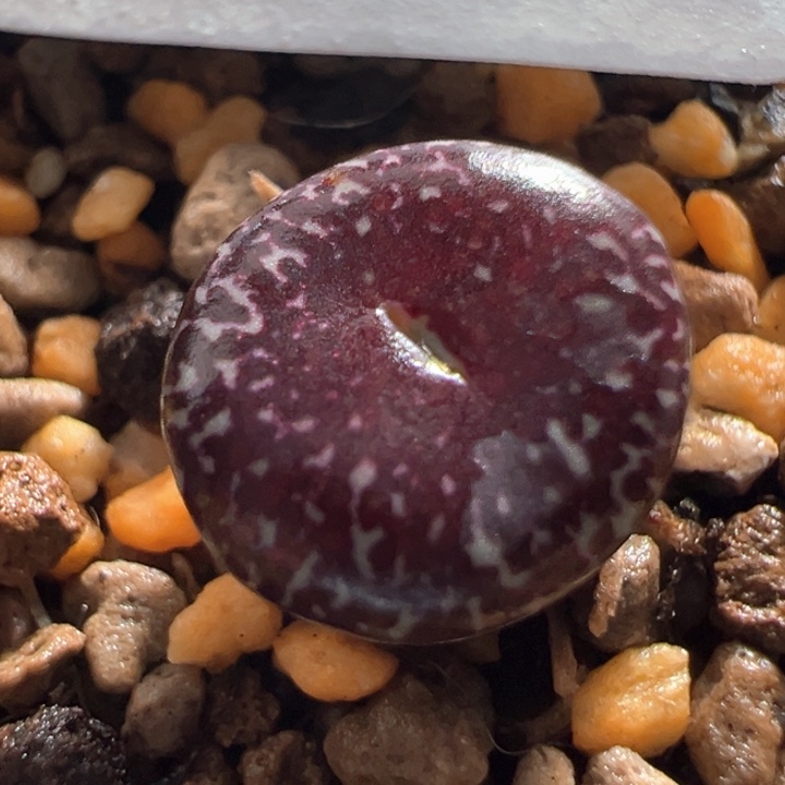 w438 青蛙2年青花瓷 黑黑黑脸 