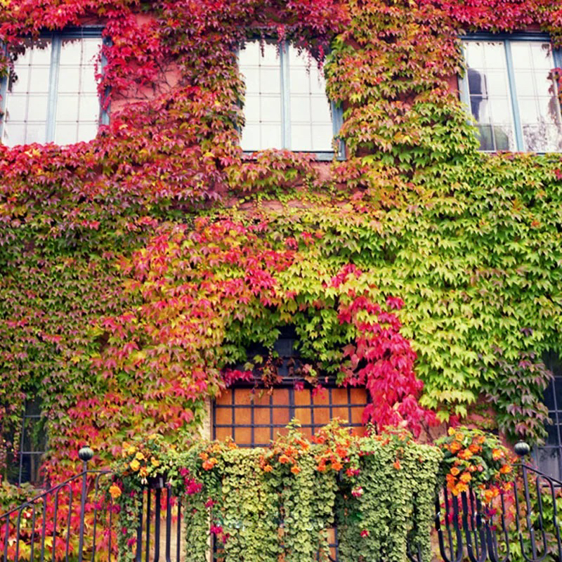 爬山虎绿植树苗爬藤四季常青不落叶庭院藤蔓植物500粒种子家用