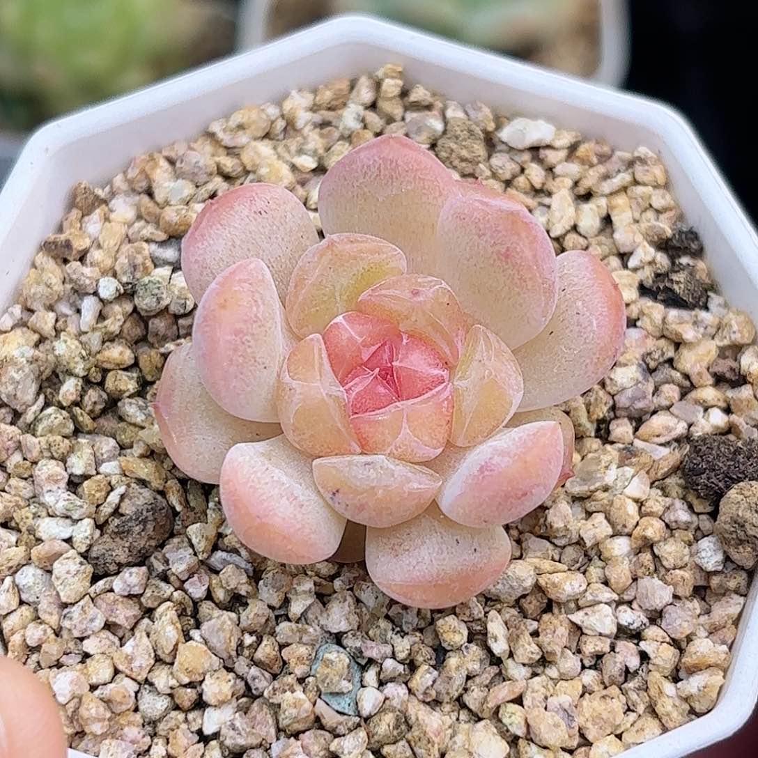 ?**Y62 脱土发 凑满12.8发货 新疆西藏内蒙不发货