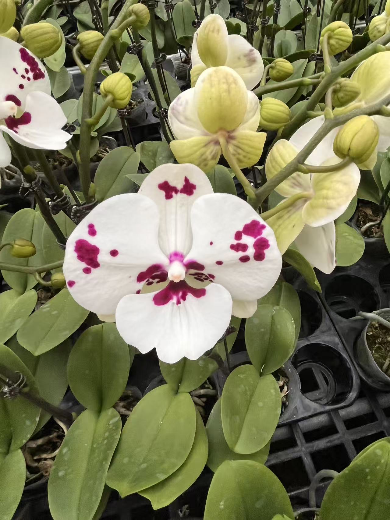 【小奶牛】大花蝴蝶兰花苗盆栽室内花卉绿植四季开花好景观花
