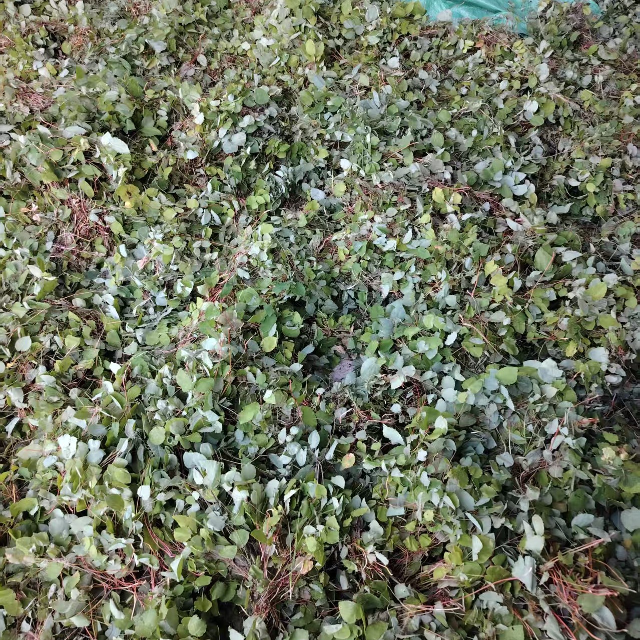 甘肃野生小圆叶三枝九叶草当季现摘新货产地直发泡水泡茶泡酒