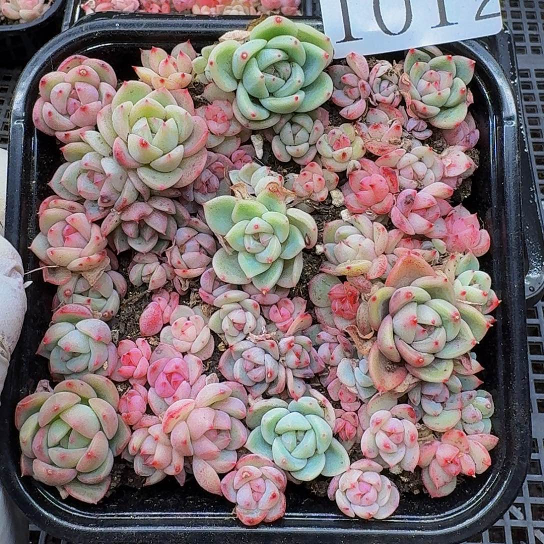 多肉植物多肉植物1012