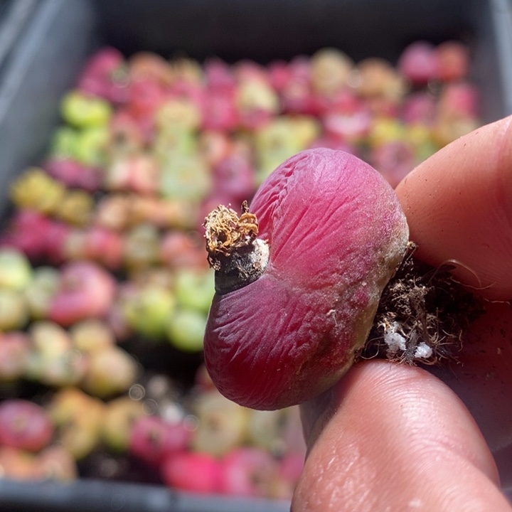 23210有伤一个一个