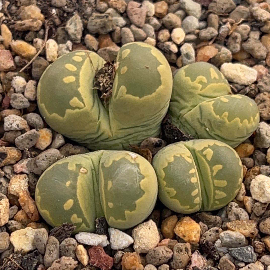 8307四头大牙群一颗