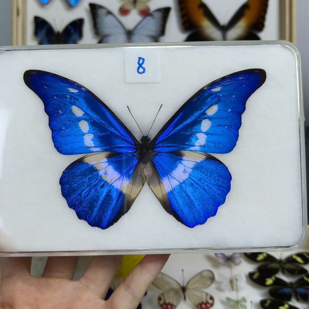 真蝴蝶标本一物一拍