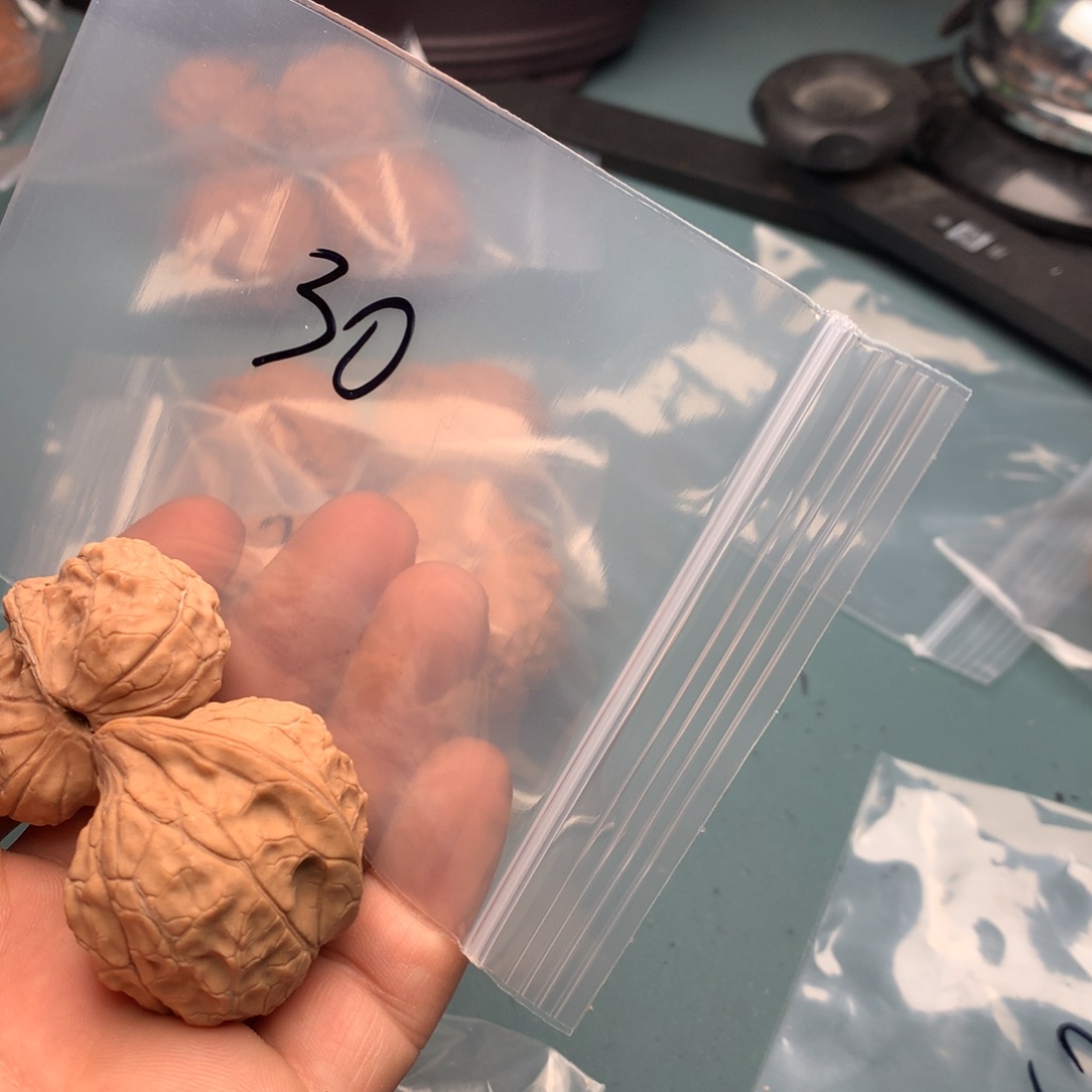 文玩核桃把件ฅ*白30龟甲