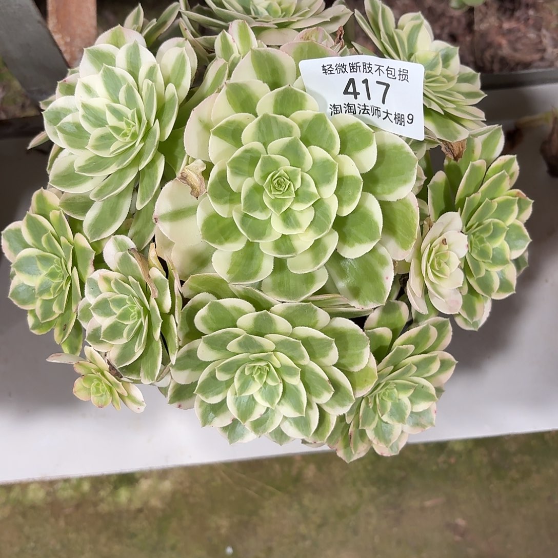 417海王多肉植物法师