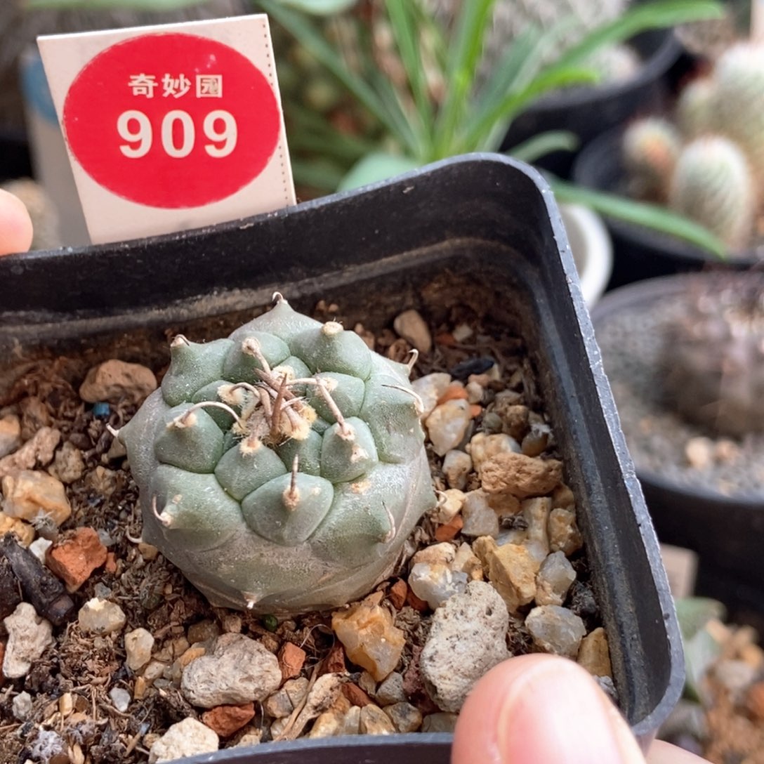 实生南格瑞特娇丽2.7cm