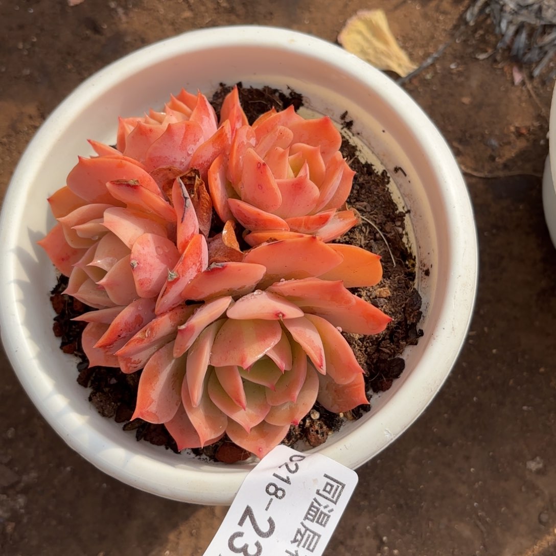 同温层多肉239白雪公主