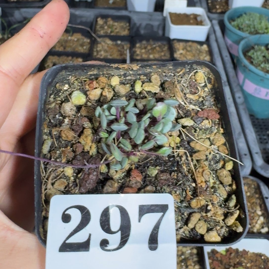 时****熔岩格加厚敦菊一物一拍多肉