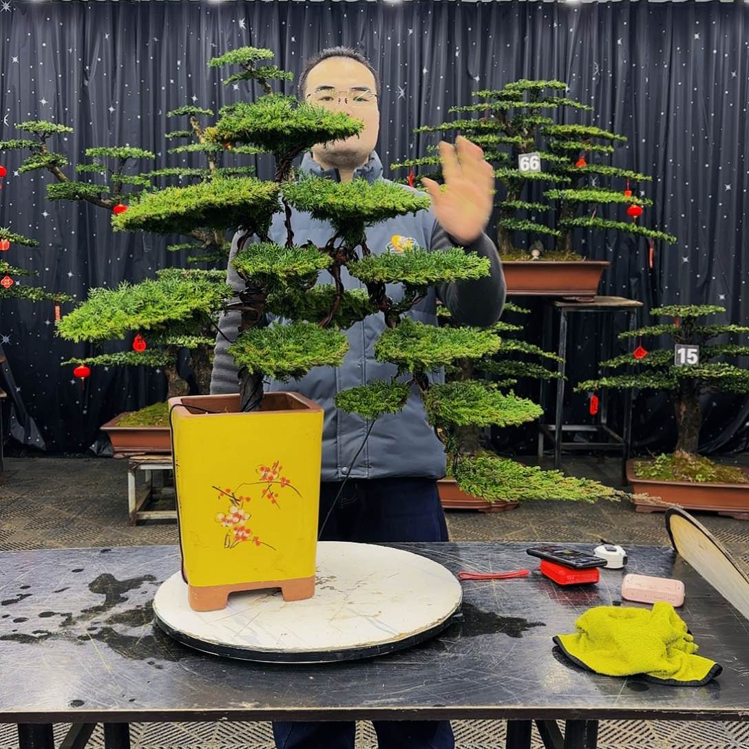 松树柏树造型盆景