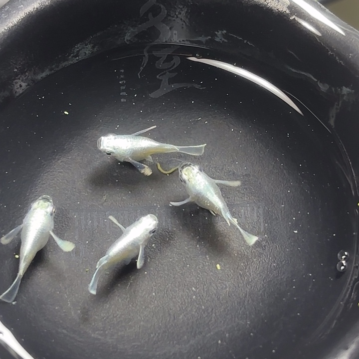 青鳉鱼天使球11111111