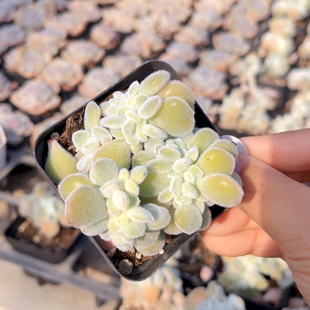*****250 雪晃星缀    满18包邮