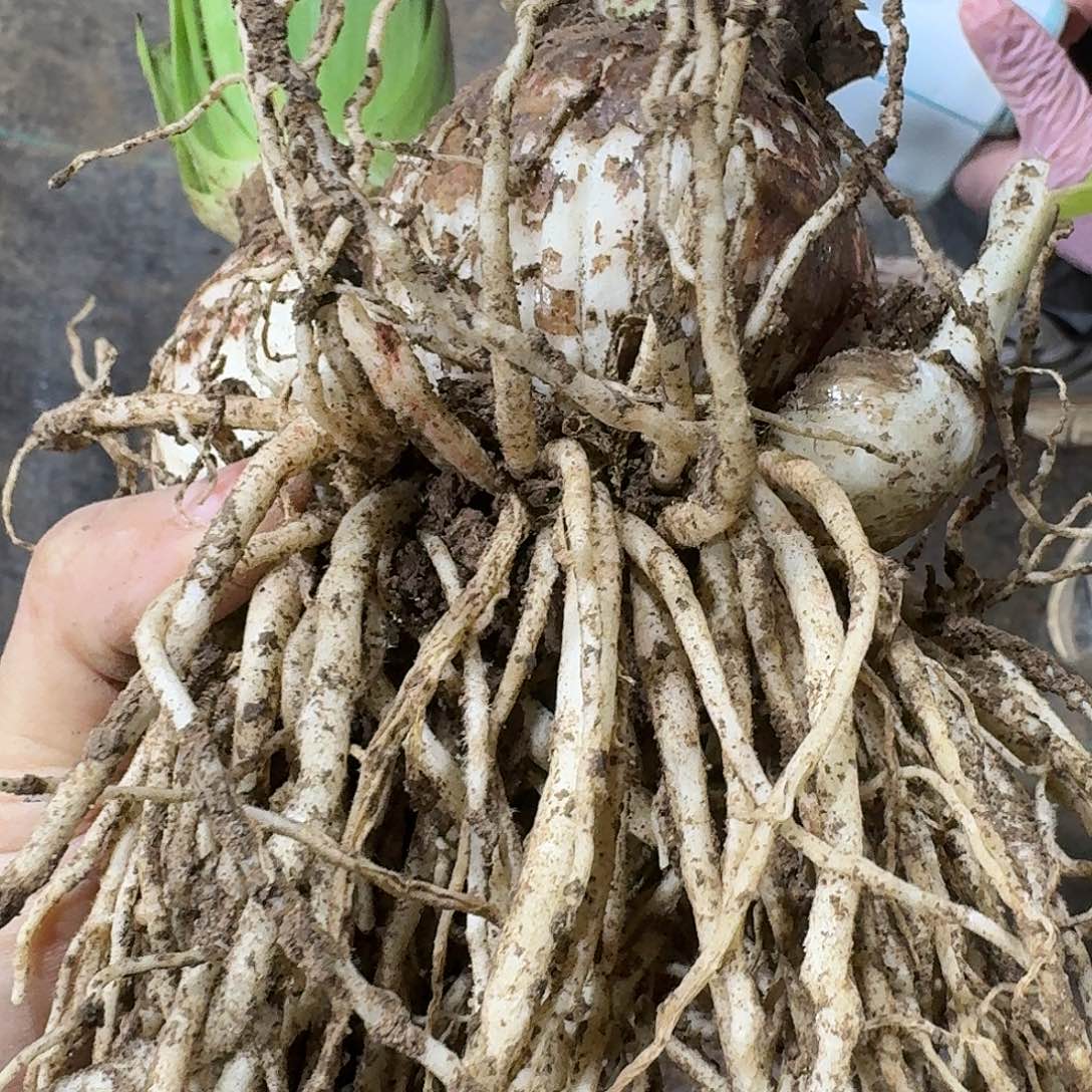 浪漫嫁衣双胞胎发发发