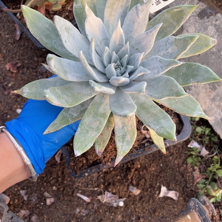 296号布瑞东尼多肉植物