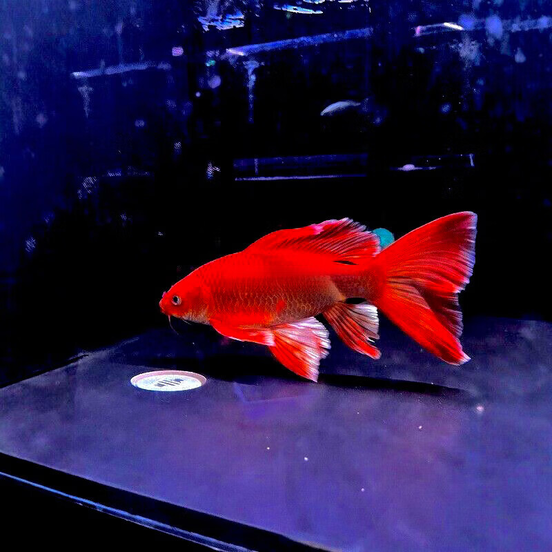 红蝴蝶贵妃蝴蝶鲤白蝴蝶鲤普身冷水鱼观赏鱼大鳍大尾