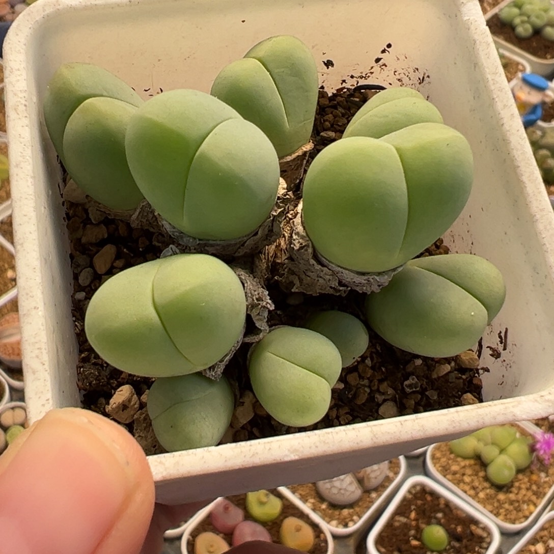 541多肉植物种类多样
