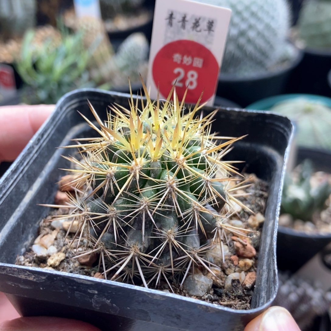 实生狂刺智利球3.9cm