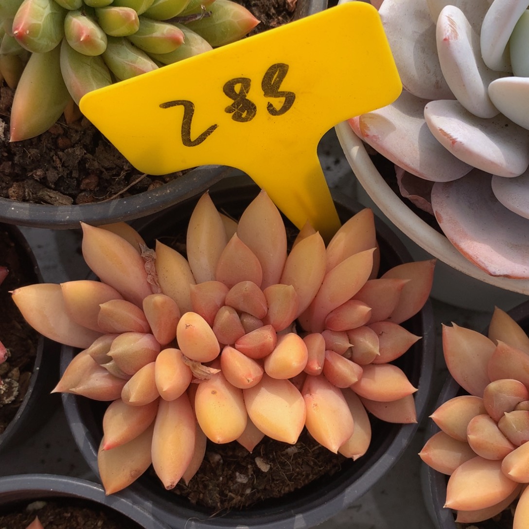 红象牙yywywyeyeueuw