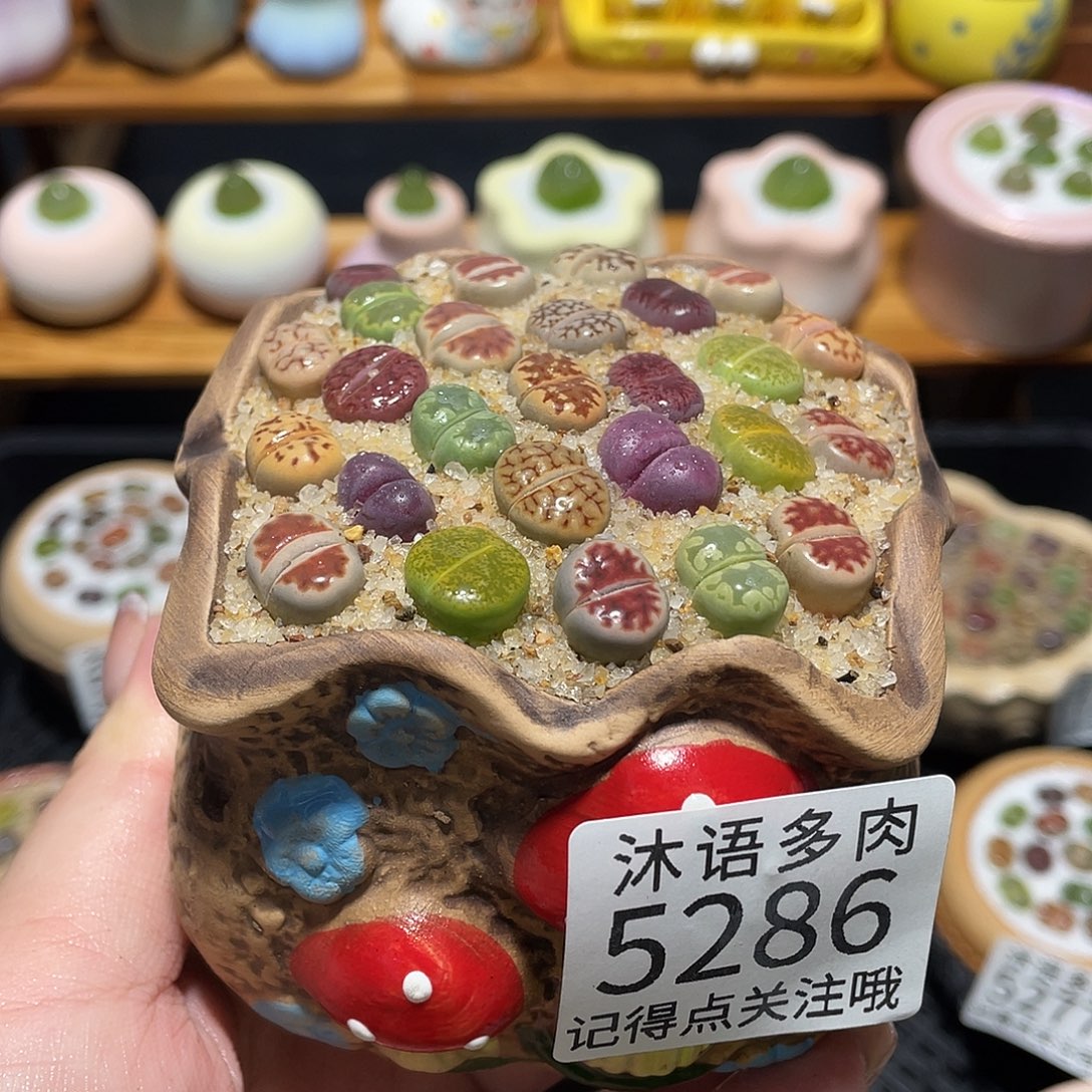 带盆土植物 一物一拍5286