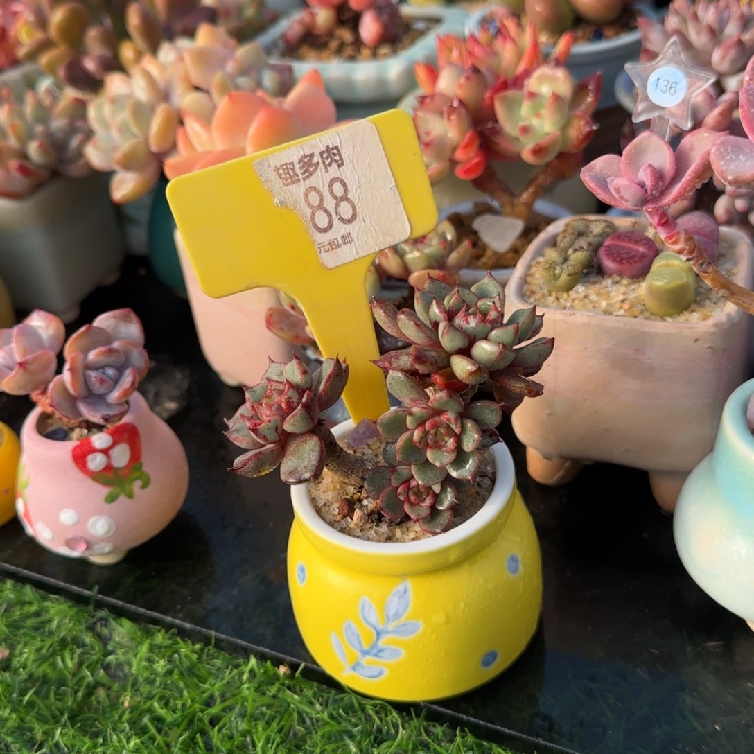 木***易多肉植物烟火穷生老庄