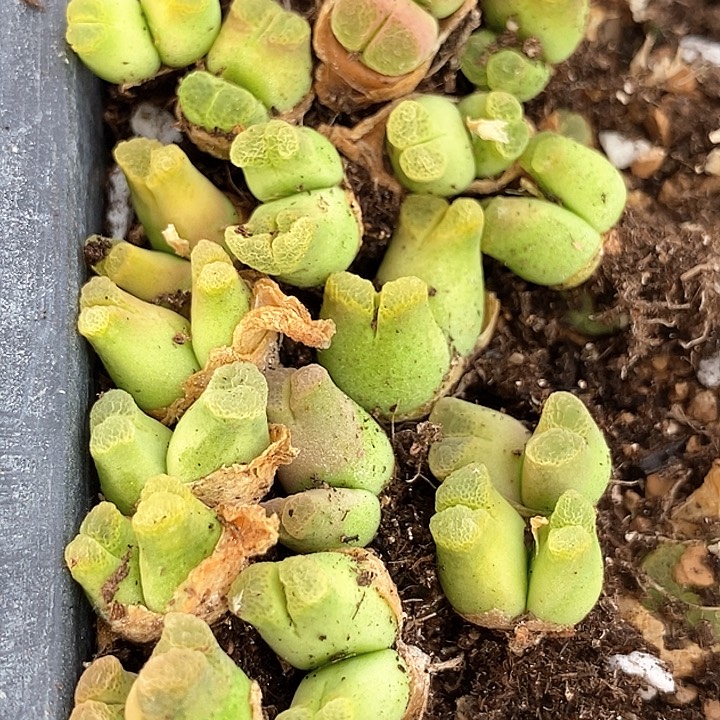 24509双头蜡笔小新一颗