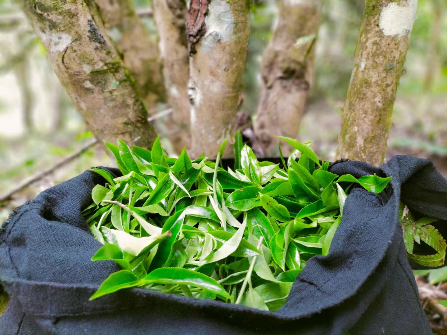 冰岛地界普洱茶生茶古树茶