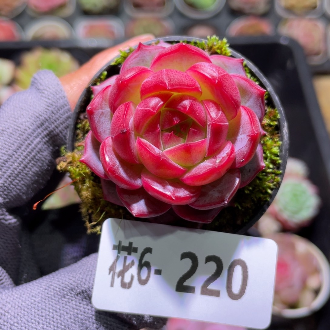 花利美6-220新品  