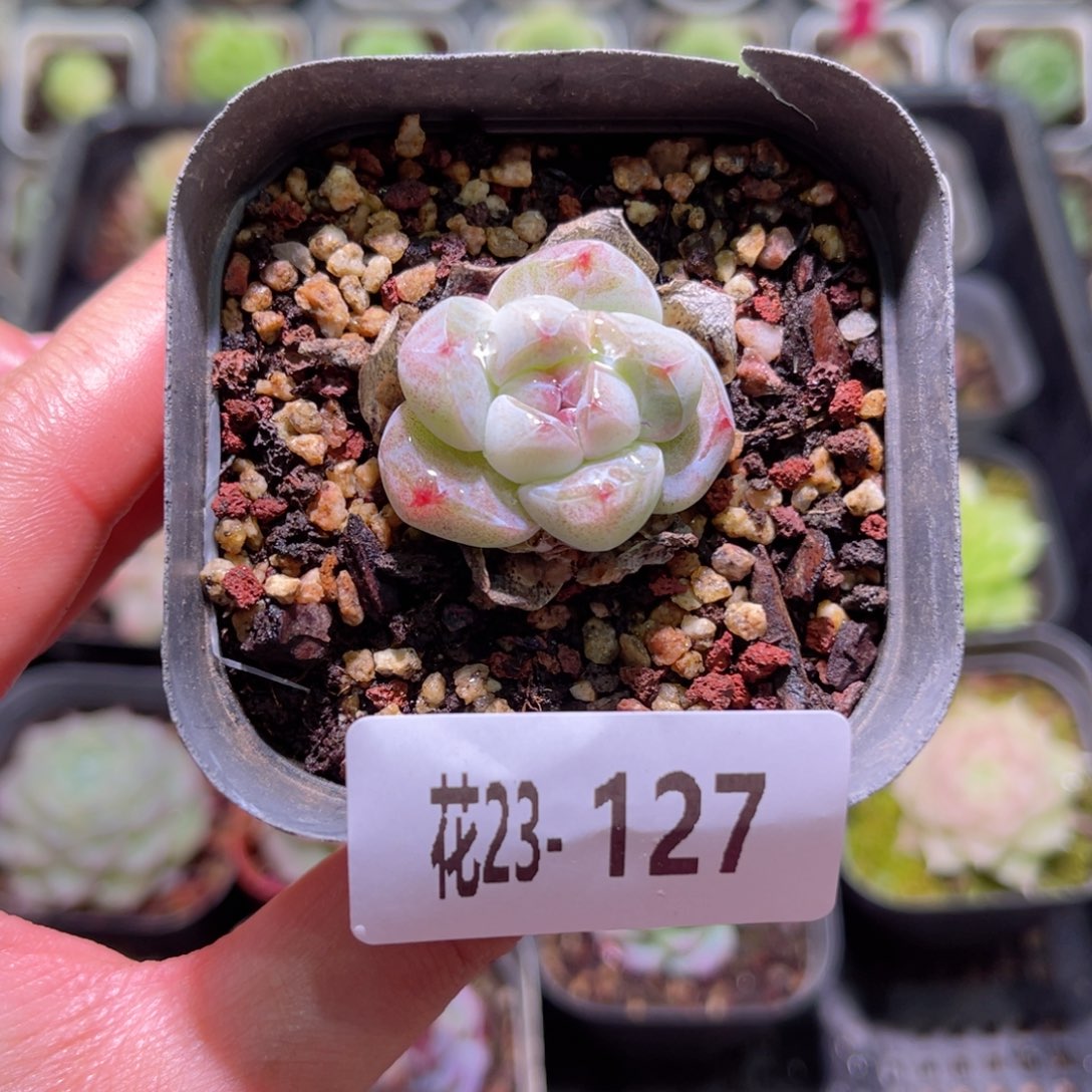 花利美23-127糖心冰玉