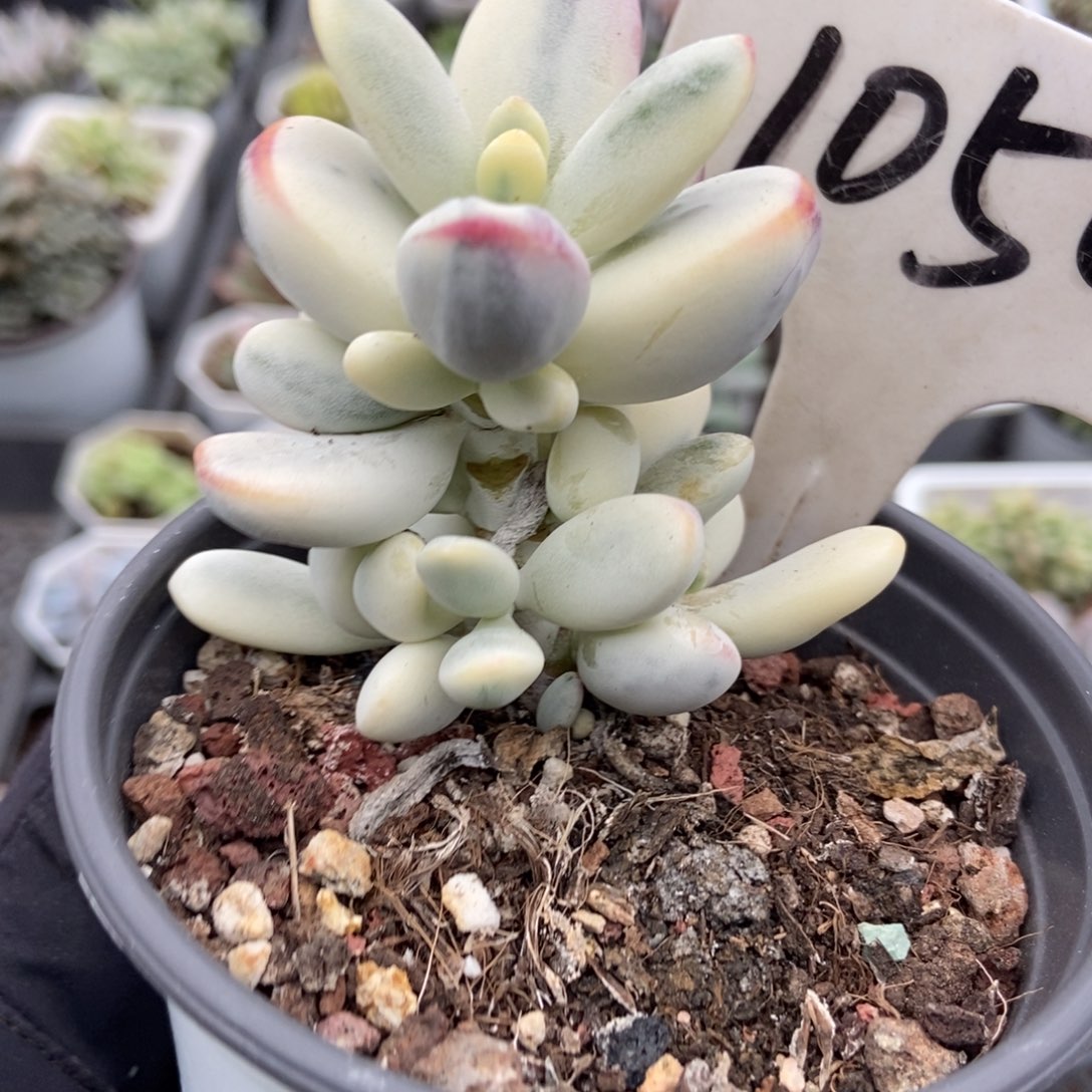 1050福娘锦多肉植物