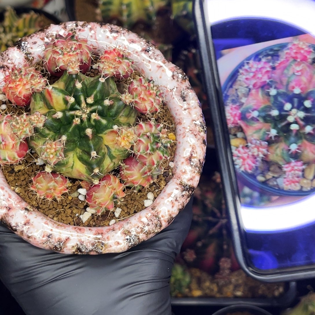 Harmony名品侧 母本不出一物一拍