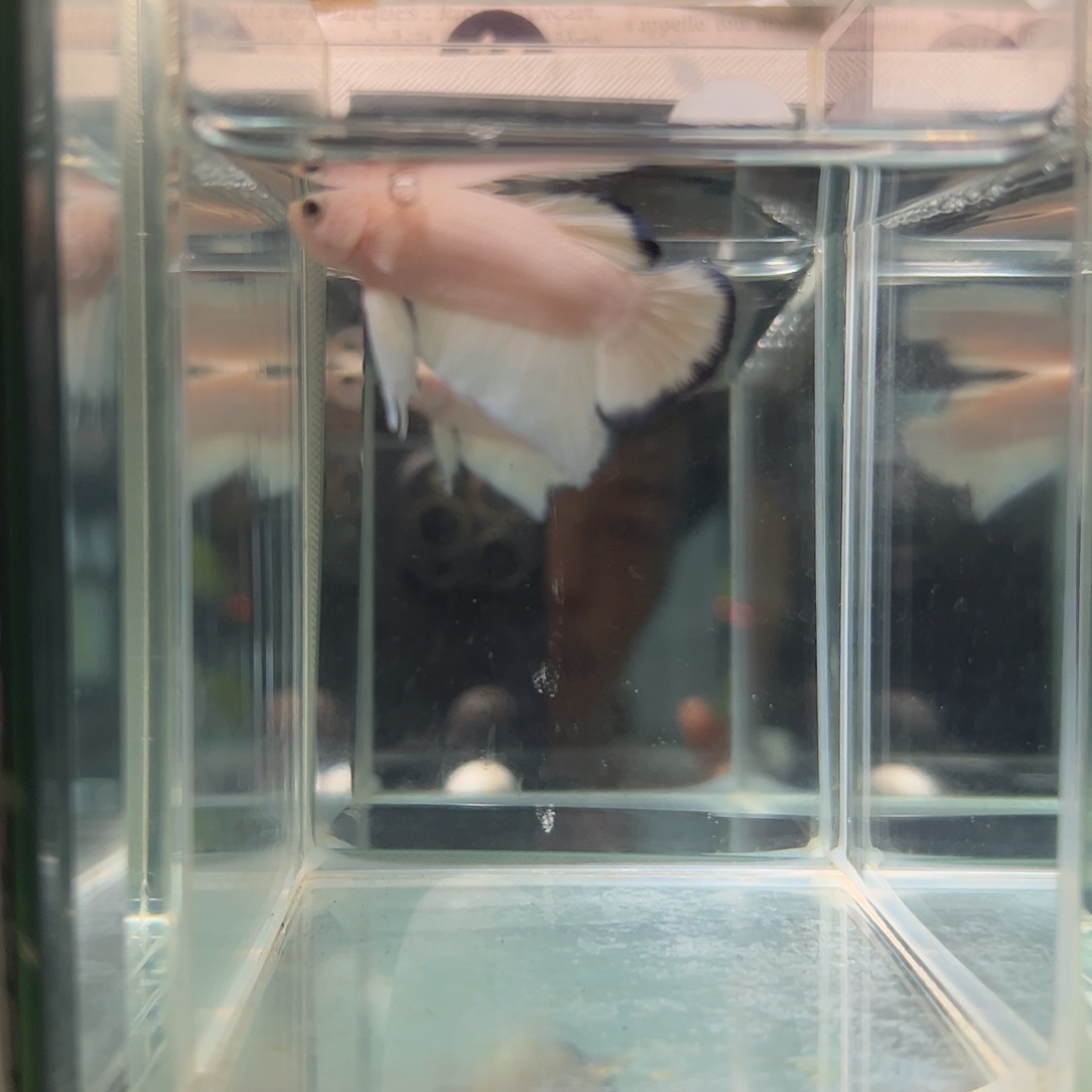 斗鱼一单包邮25日27