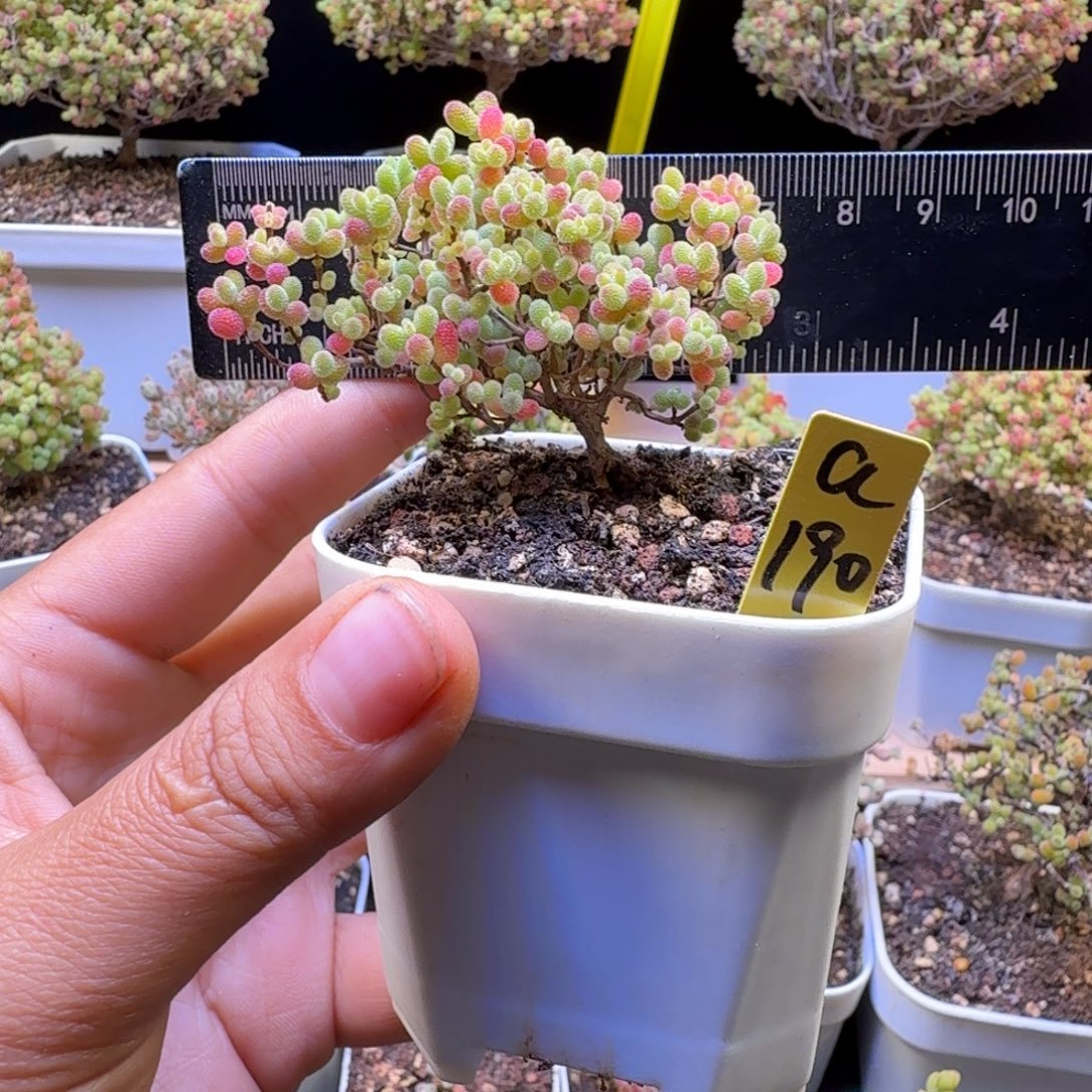 a190号橘子糖冠服6厘米左右