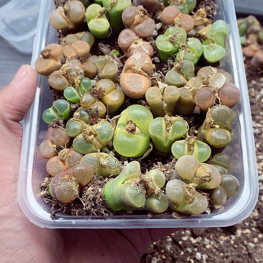 ****沫80风铃呃呃呃呃呃呃呃呃呃呃呃呃