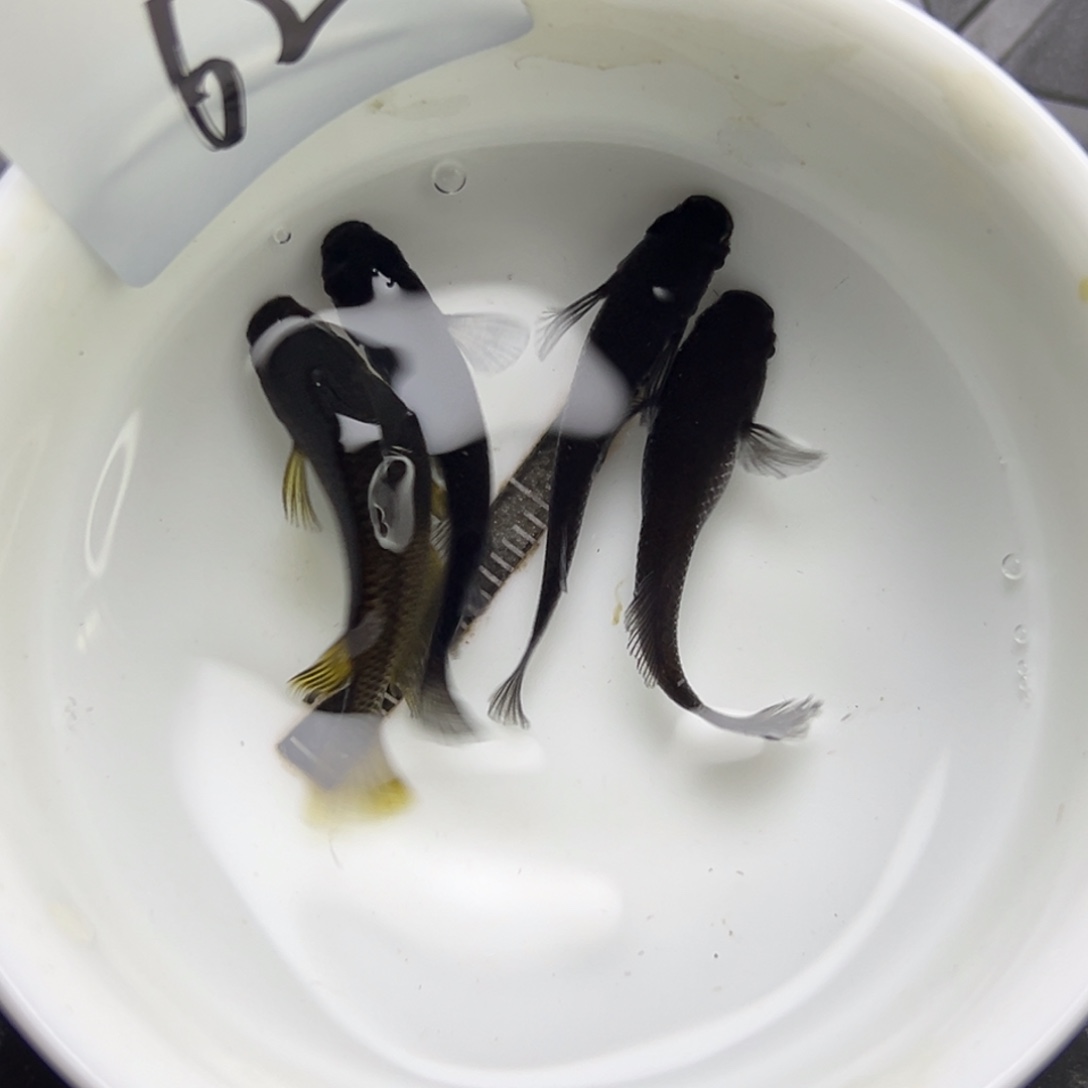 青鳉鱼62。       